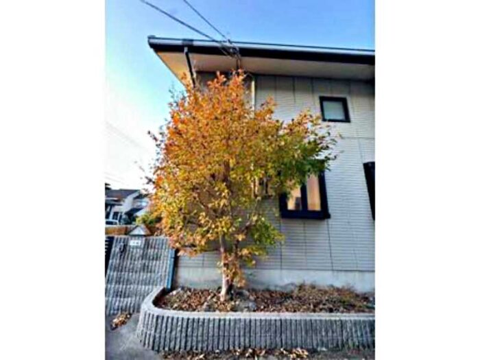 庭木の剪定前の様子