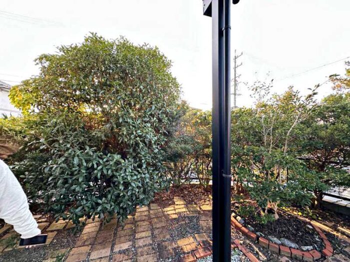 庭木の剪定前の様子