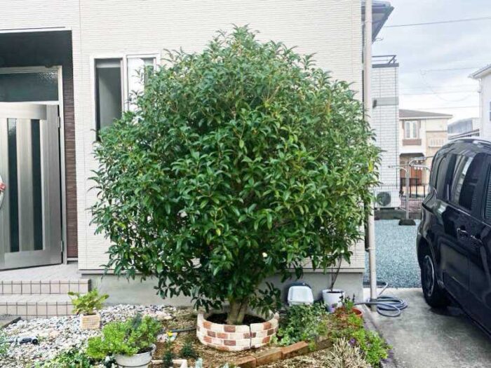 伊賀市・名張市の庭木剪定・伐採施工例